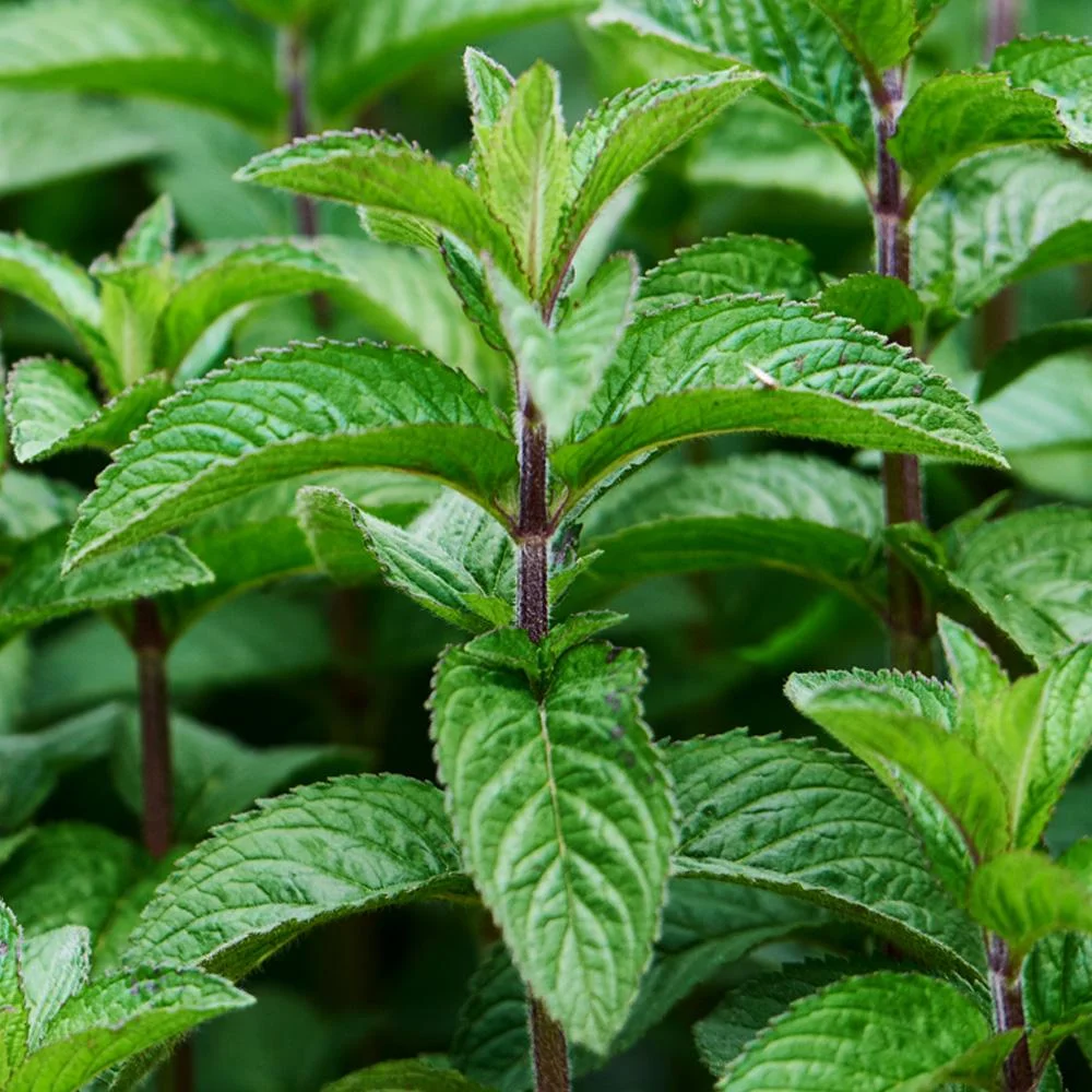 Peppermint Leaves