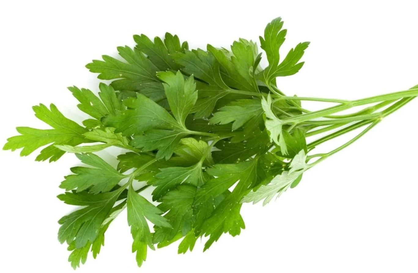 Fresh Basil Herbs