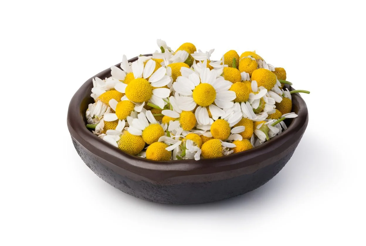 Egyptian Chamomile Flowers